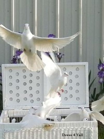 Doves released from Basket