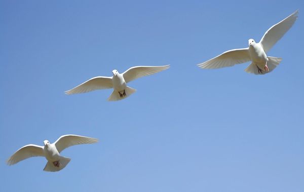 Flying doves in the sky