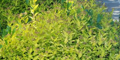 deciduous shrubs, deciduous container grown shrubs, deciduous container shrubs