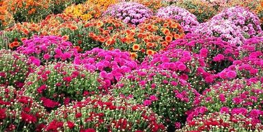 perennial plants, mums, flowering perennials