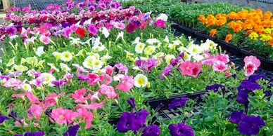 annuals plants