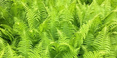 ferns, potted ferns