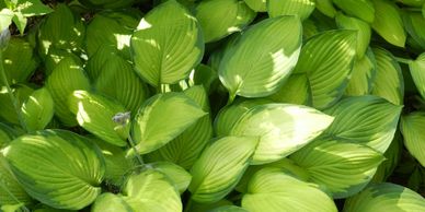 shade plants, plants that grow in shade, hostas, plants for shade, plants for shady areas