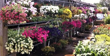 hanging baskets, hanging plants, flower basket, potted flowers