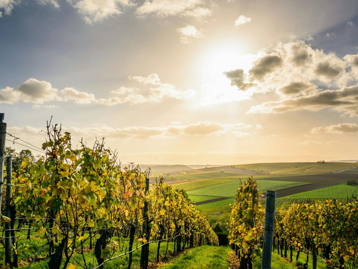 Sunlit vineyard rows with green and yellow leaves under a partly cloudy sky.