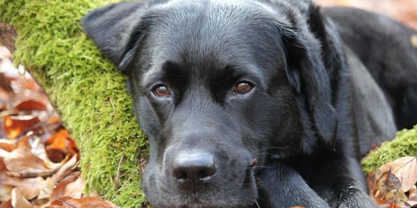 Close-up of a black Labrador resting on mossy ground with autumn leaves.