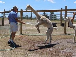 Man hosing down an alpaca . The animal is jumping for joy.