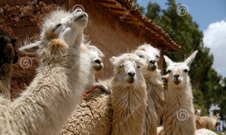 llama threatening to spit in order to establish himself at the top of the pecking order.