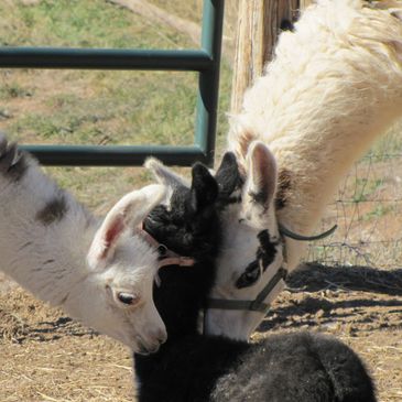 List of rescue organizations