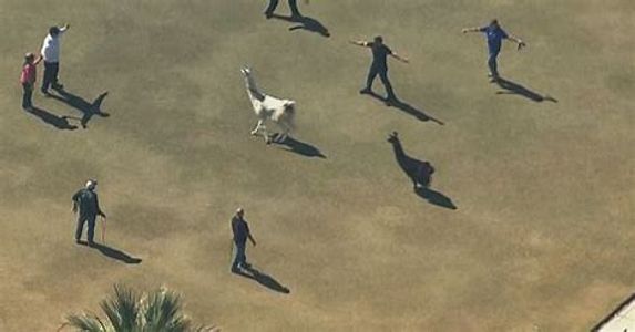 People herding llamas by moving into the llamas space but not getting too close.