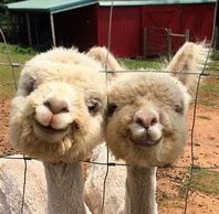 Two alpacas sticking their heads through a wire fence.