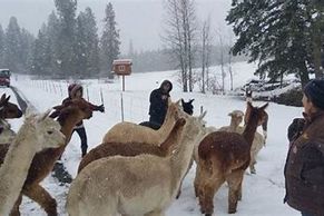 Alpacas being encouraged to return to their home.