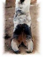Photo of llamas foot with nails that are too long .