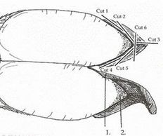 Drawing of the pad of a llamas foot showing the steps to cutting the nail back.
