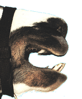 Photo of llama muzzle showing fighting teeth.