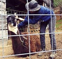Man working with a llama that is sitting down.