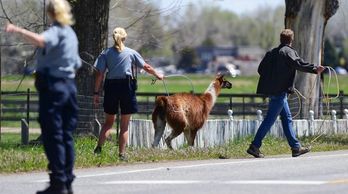 People trying to move a llama that is running away. A man has a rope & is trying to lasso it.