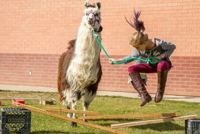 Llama and a young girl having fun crossing the obstacle course at a school event .