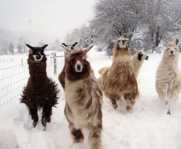 Herd of llamas running in he snow.