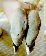 Photo shows the pad of a llama foot with the nails being quite long.