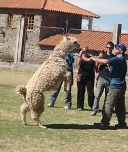 A mad, aggressive alpaca rearing up and going towards people.