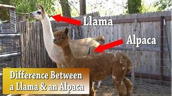 Photo showing the difference between a llama and alpaca.