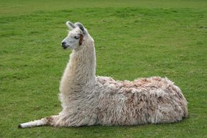 Picture of a llama setting down with one leg outstretched in front of it.