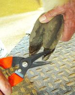 Photo of someone trimming the nails of an alpaca. It shows the best tool to use.