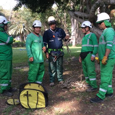 Podadores de la Municipalidad de Lince en capacitación sobre seguridad en poda y tala de árboles