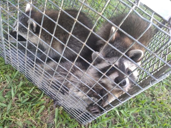Two raccoons trapped in a metal cage on grass.