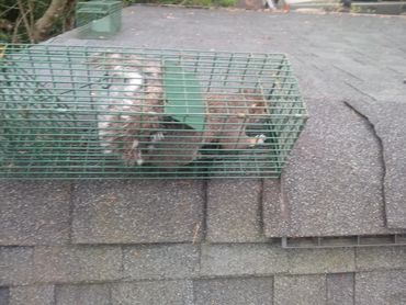 A raccoon caught inside a green metal trap on a roof.