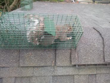 A raccoon caught inside a green metal trap on a roof.