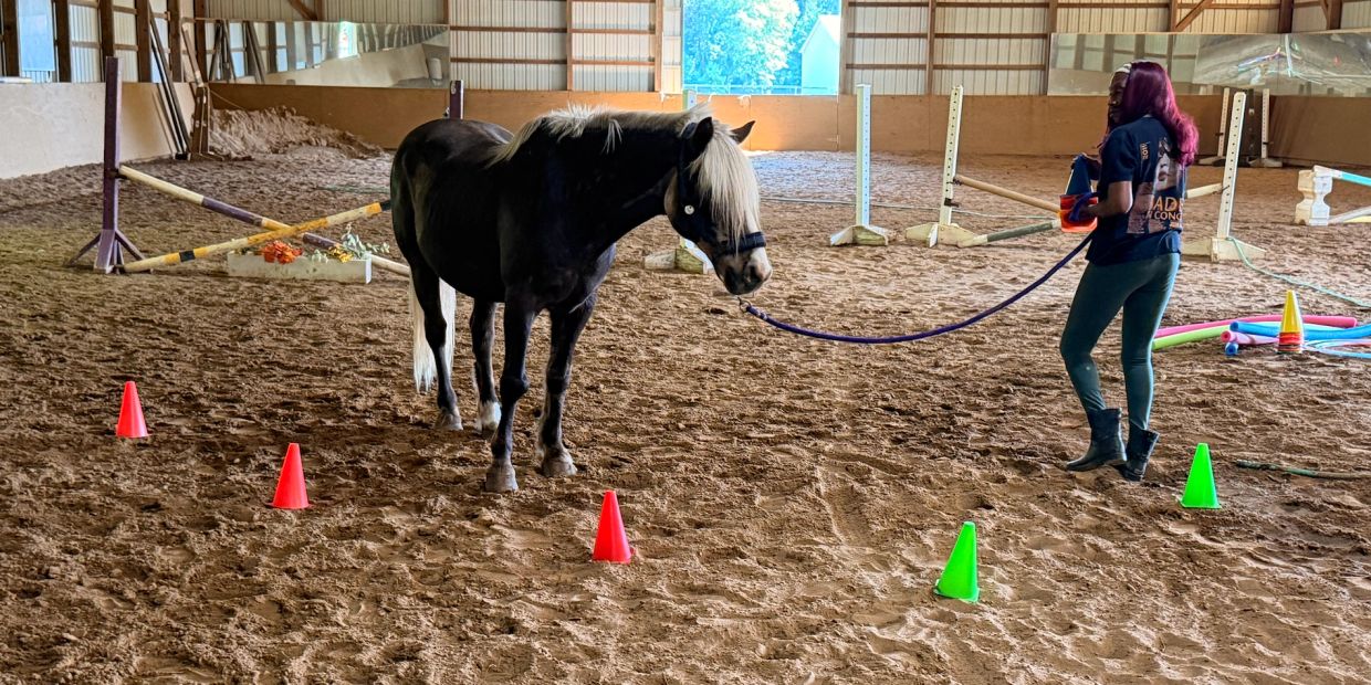 Person leads a black horse inside an indoor arena with cones.