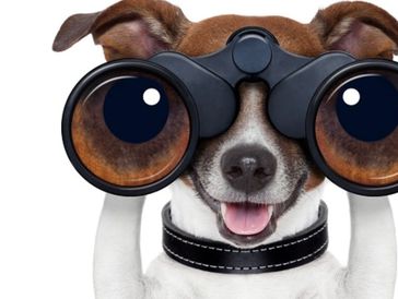 A dog with binoculars humorously enlarged to look like big eyes.
