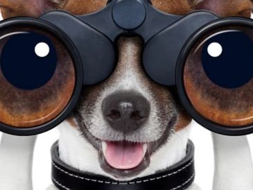 A dog with binoculars humorously enlarged to look like big eyes.