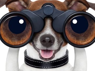 A dog with binoculars humorously enlarged to look like big eyes.