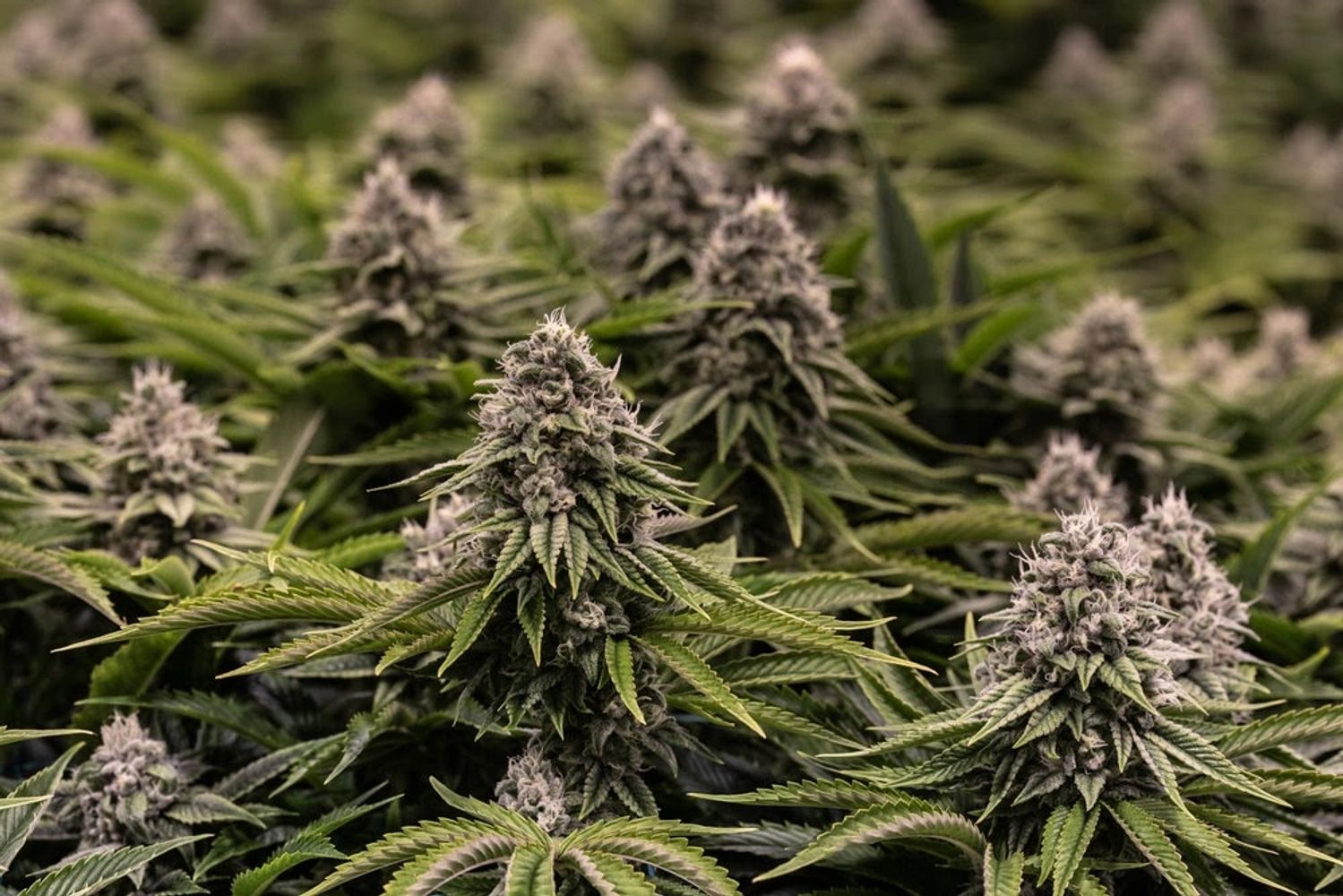 Cannabis seeds large flowers large buds. Buy weed seeds online!