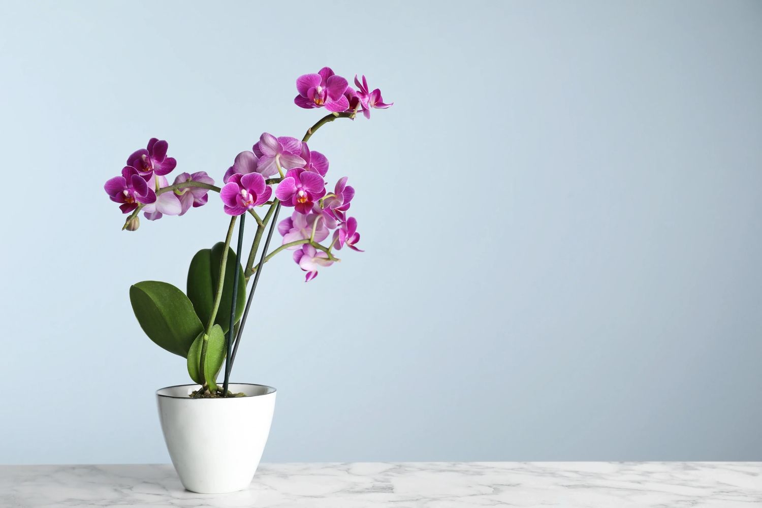 Acupuncture in Charlotte, NC