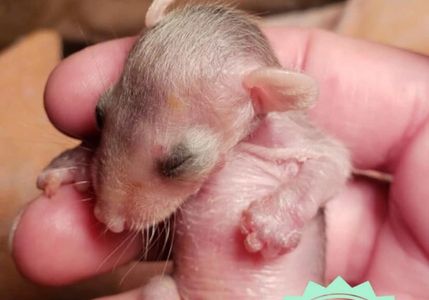 This is Rocky Opossum when he first came to us.... tiny boy