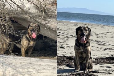 A happy dog on a beach, resting under driftwood and sitting by the shore.