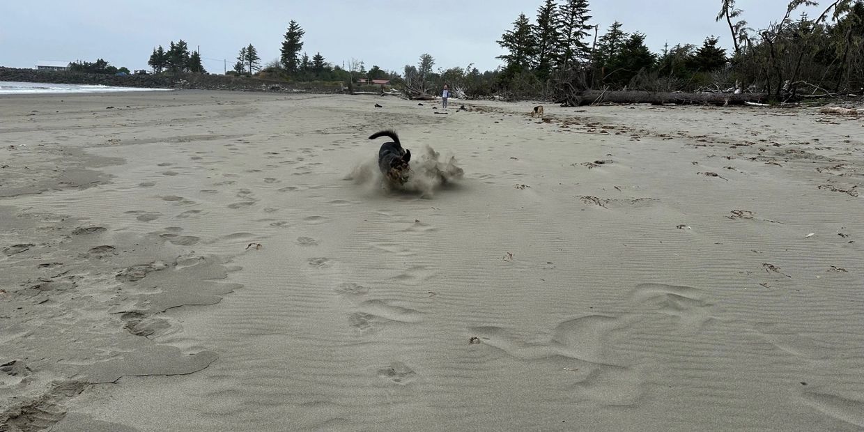 Dog joyfully running and kicking up sand on a quiet beach.