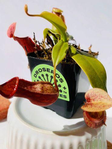 Pitcher plant with Droseros Carnivores label adhered to its pot.