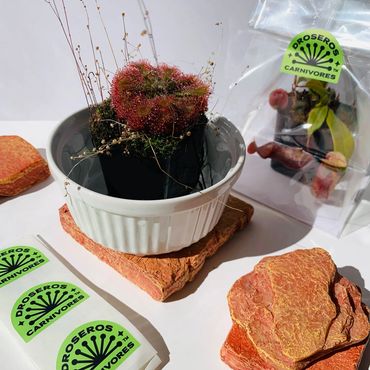 Carnivorous plants arranged with brand labeling.