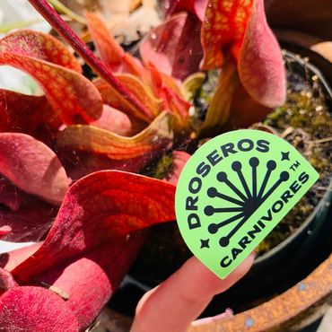 Green sticker held in front of a large pitcher plant.