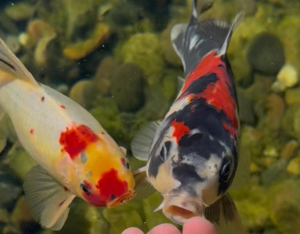 There is inspiration everywhere, especially in the springtime.
Photo: Kisses from Bingo (left) an