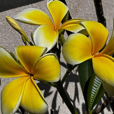 Bright yellow plumeria flowers with smooth petals and green leaves.