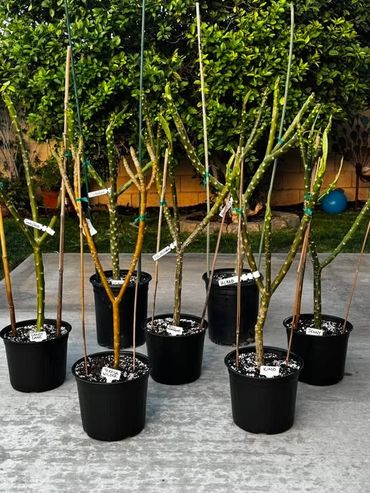 Potted plants with labeled stems supported by bamboo stakes on a concrete surface.