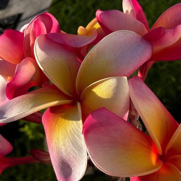 Close-up of vibrant pink and yellow plumeria flowers in sunlight.