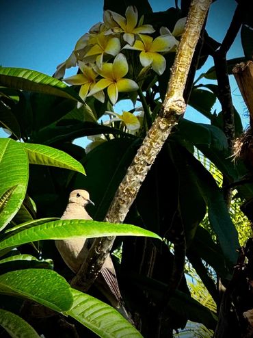 A bird perched on a branch amidst lush green leaves and yellow flowers.