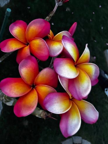 Vibrant plumeria flowers with pink, orange, and yellow hues.